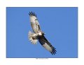 _9SB2707 red-tailed hawk a11x145